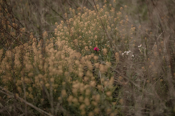 DSC_4466